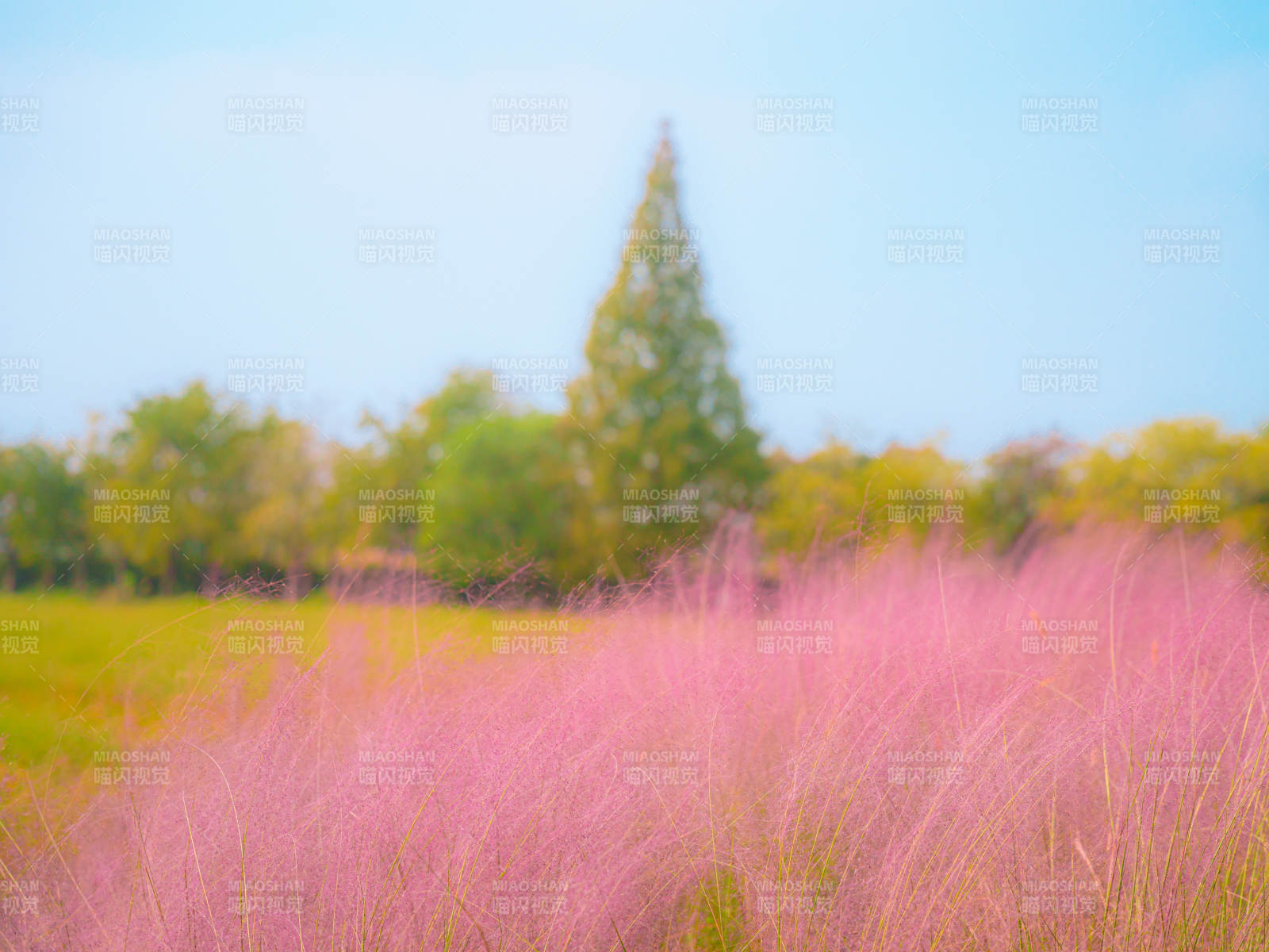 粉黛亂子草海映藍天