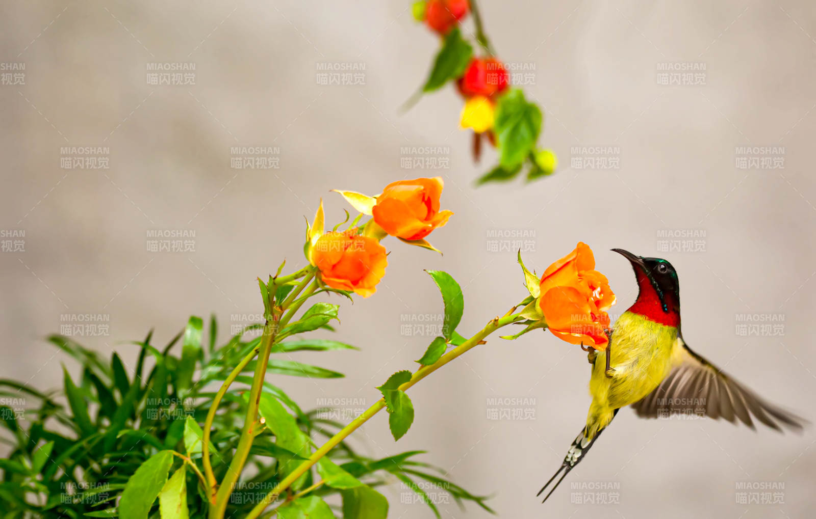 太陽鳥采蜜花間飛