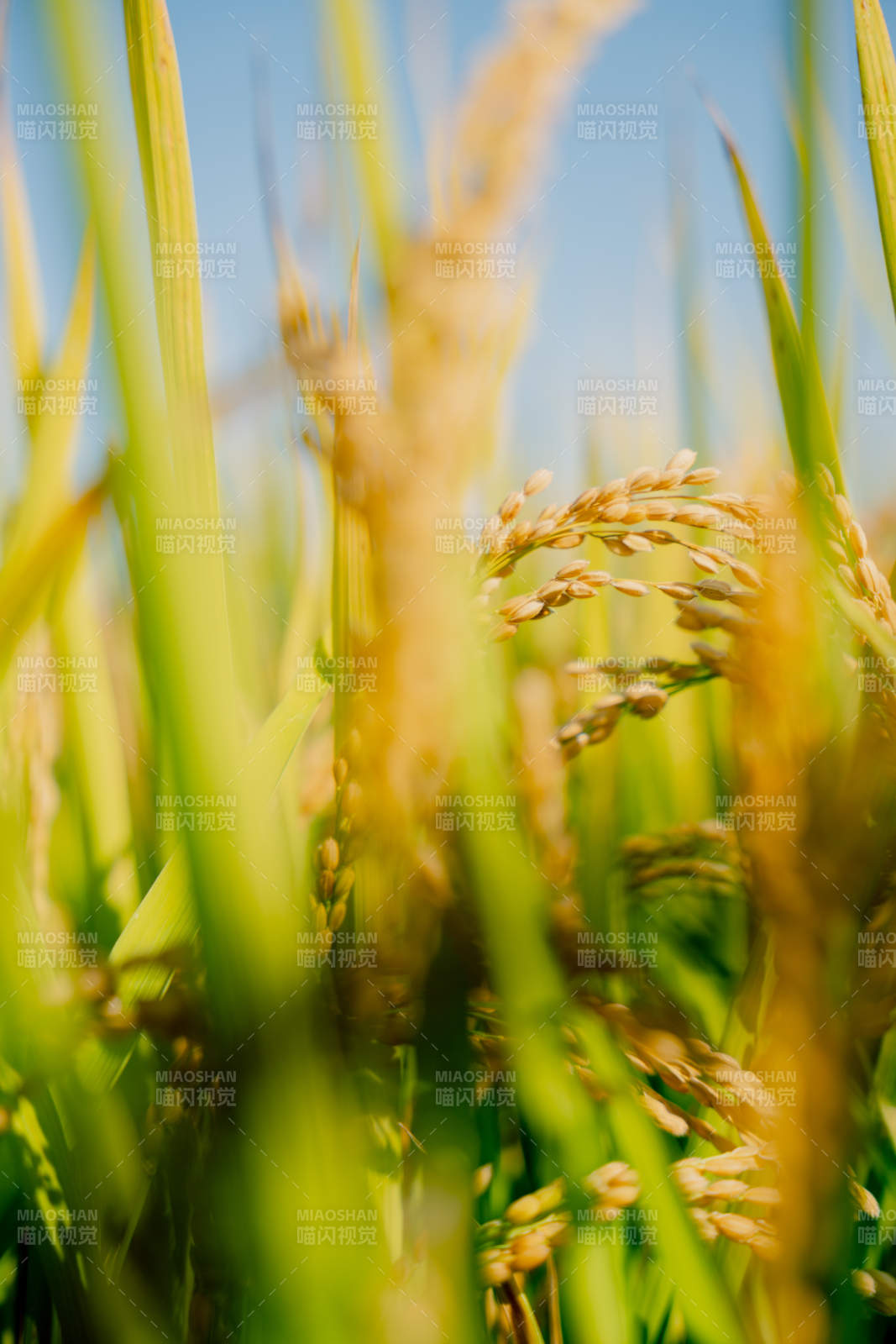 金稻搖曳迎風舞