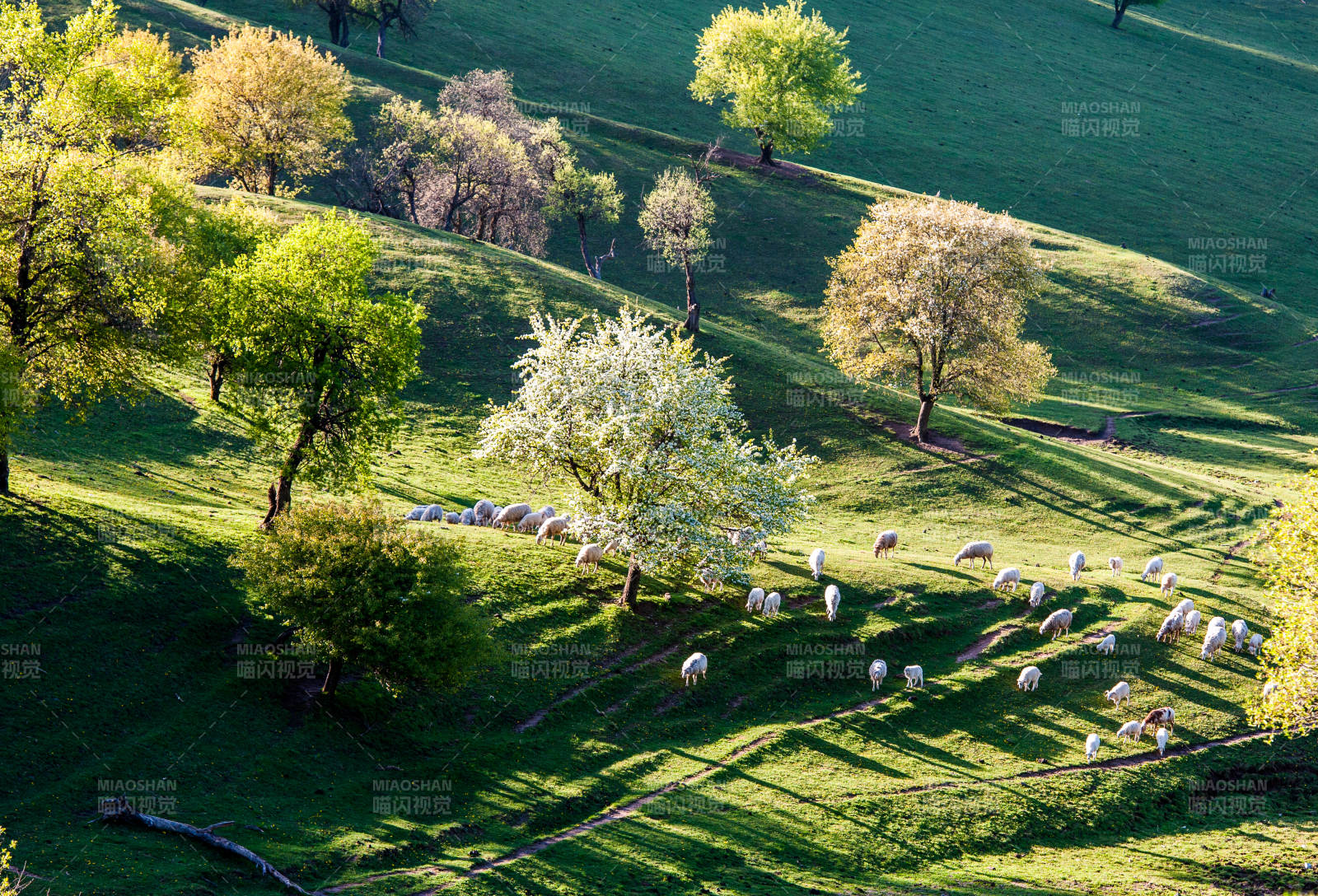 高清春日牧羊圖