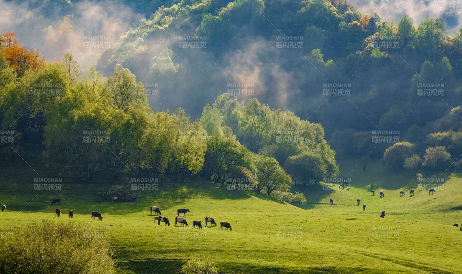 晨光中的綠野牧歌