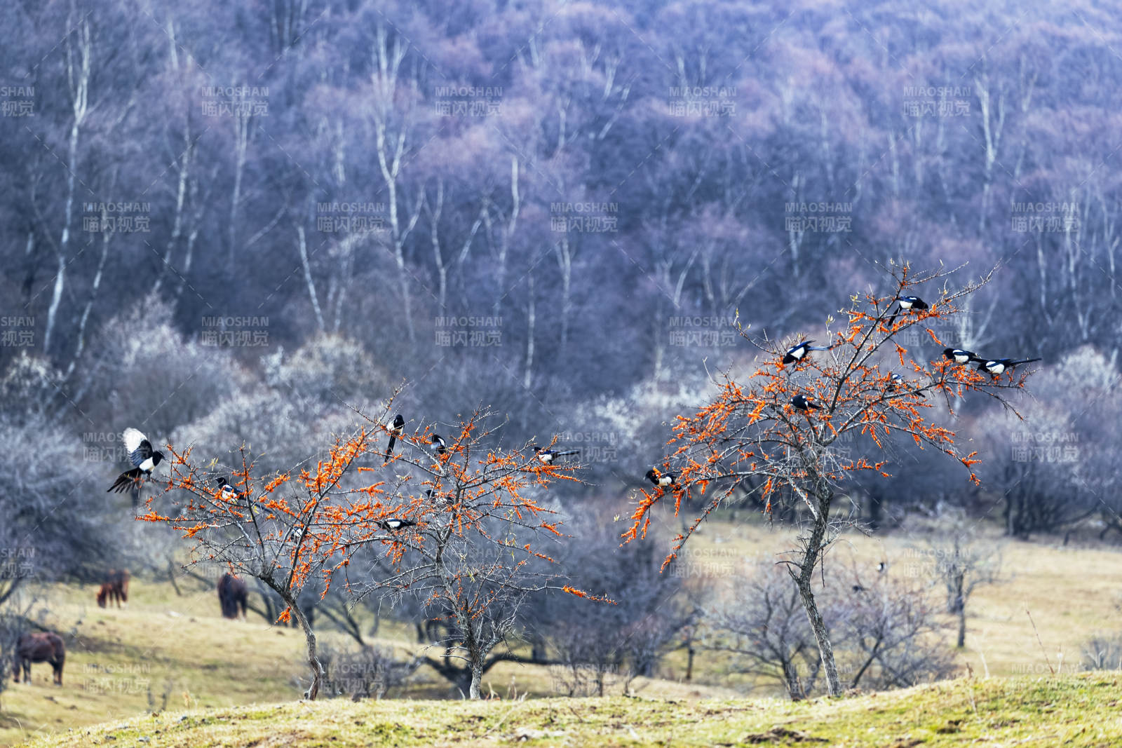 冬日林间飞鸟图