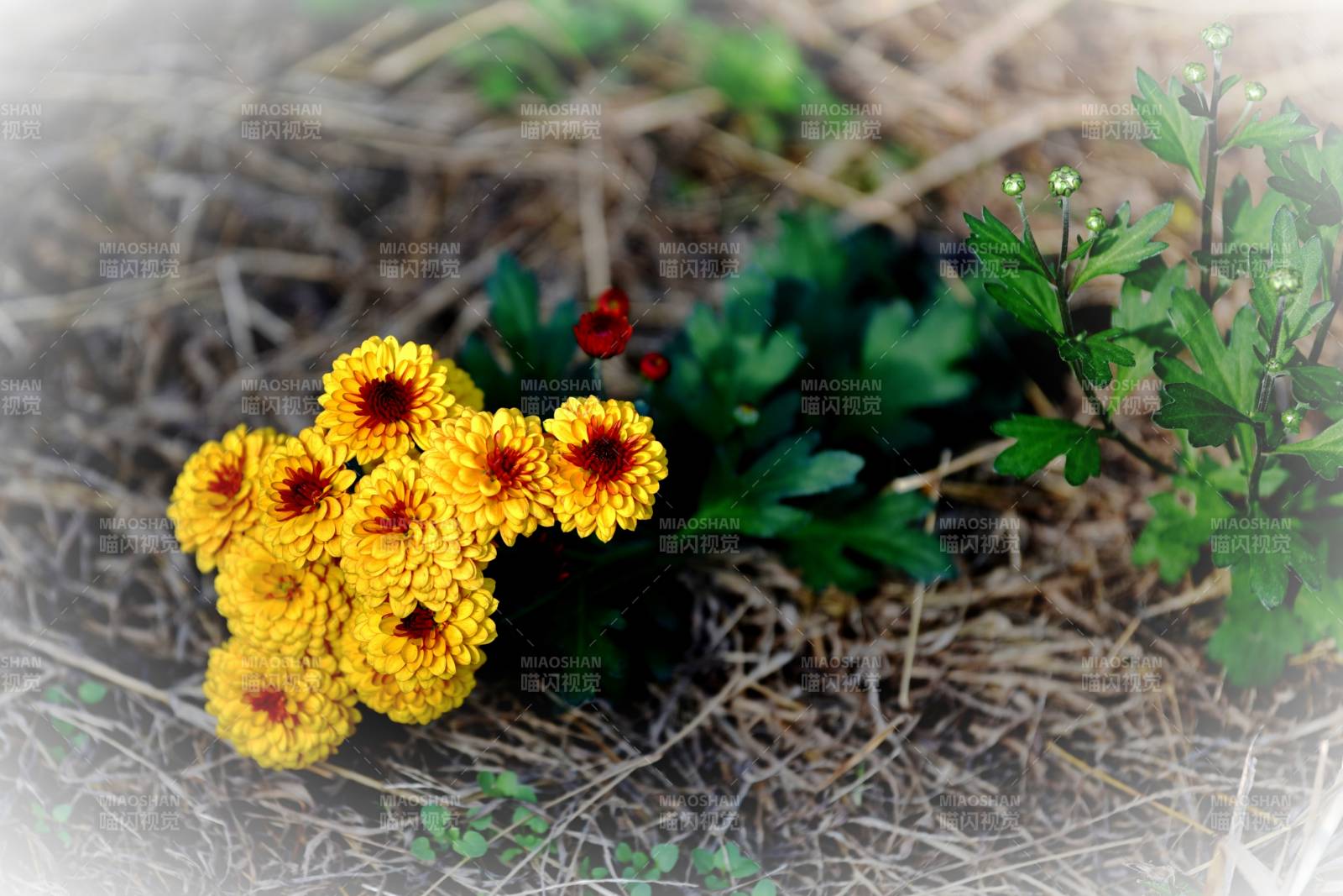 金盞花綻放于野地