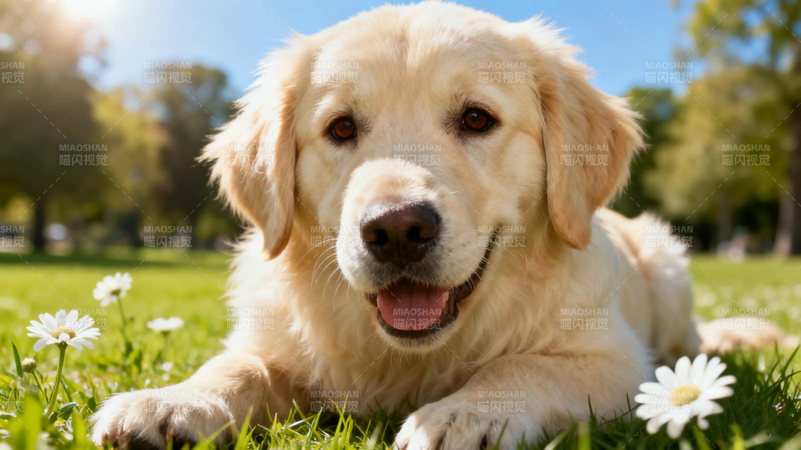 金毛犬草地嬉戲
