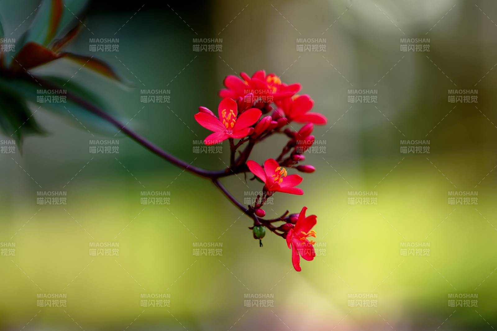 紅花綻放枝頭