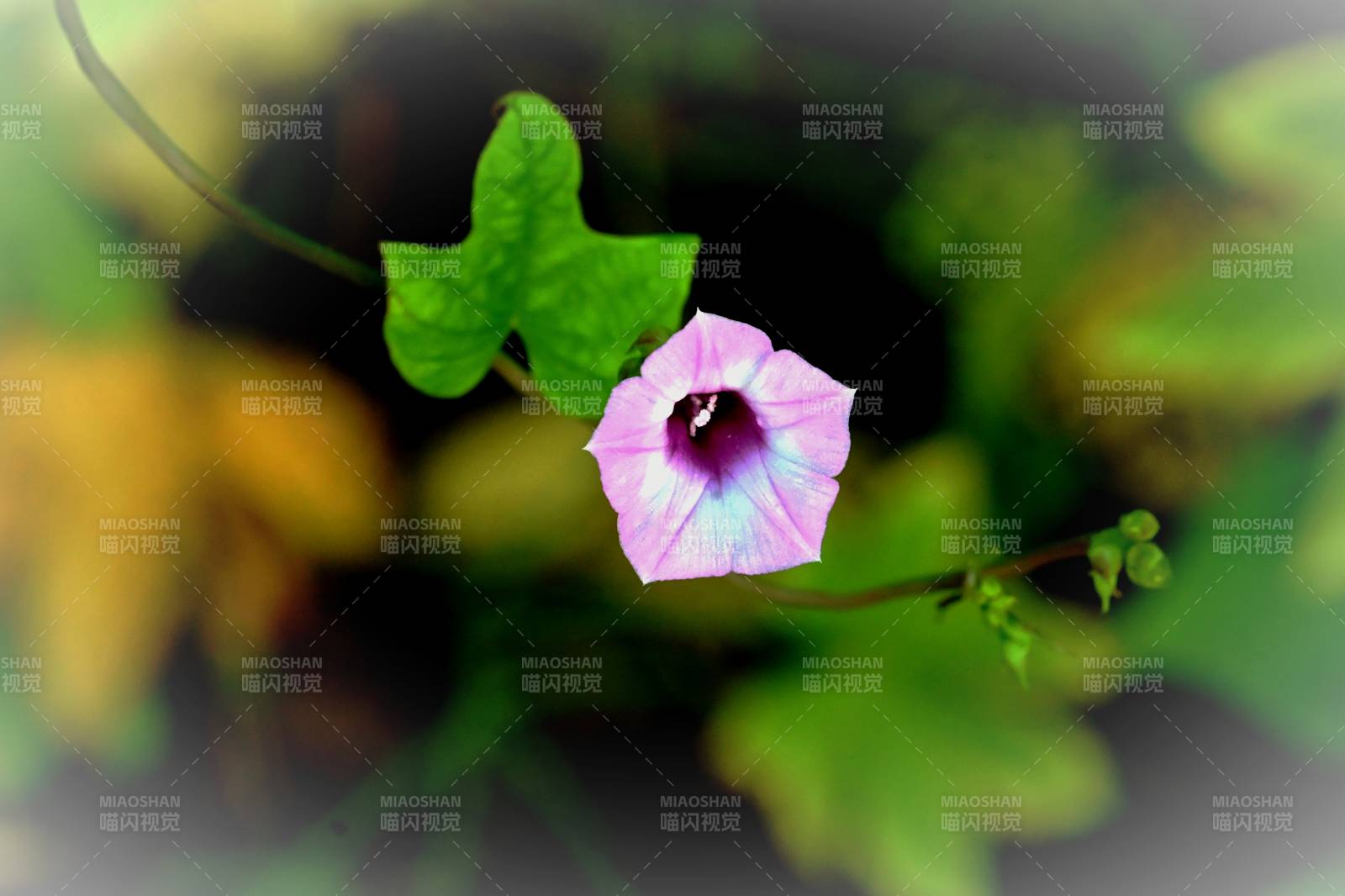 粉花綠葉映自然