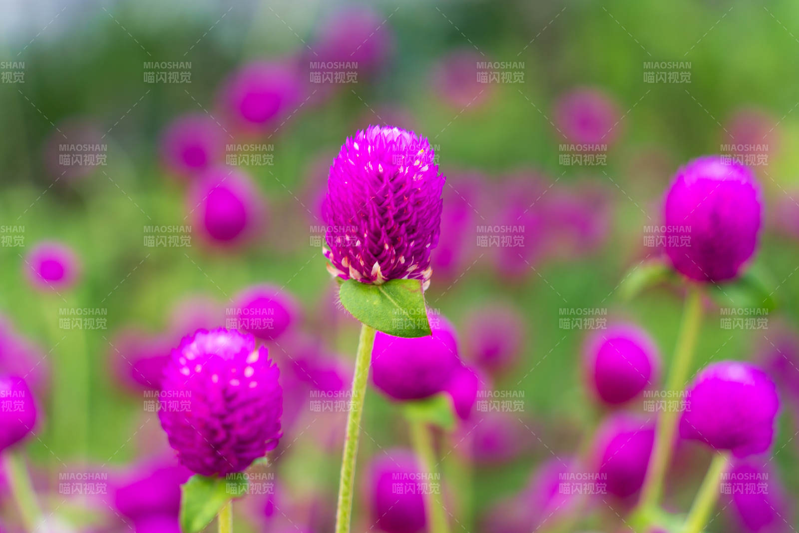 紫花綻放 生機盎然