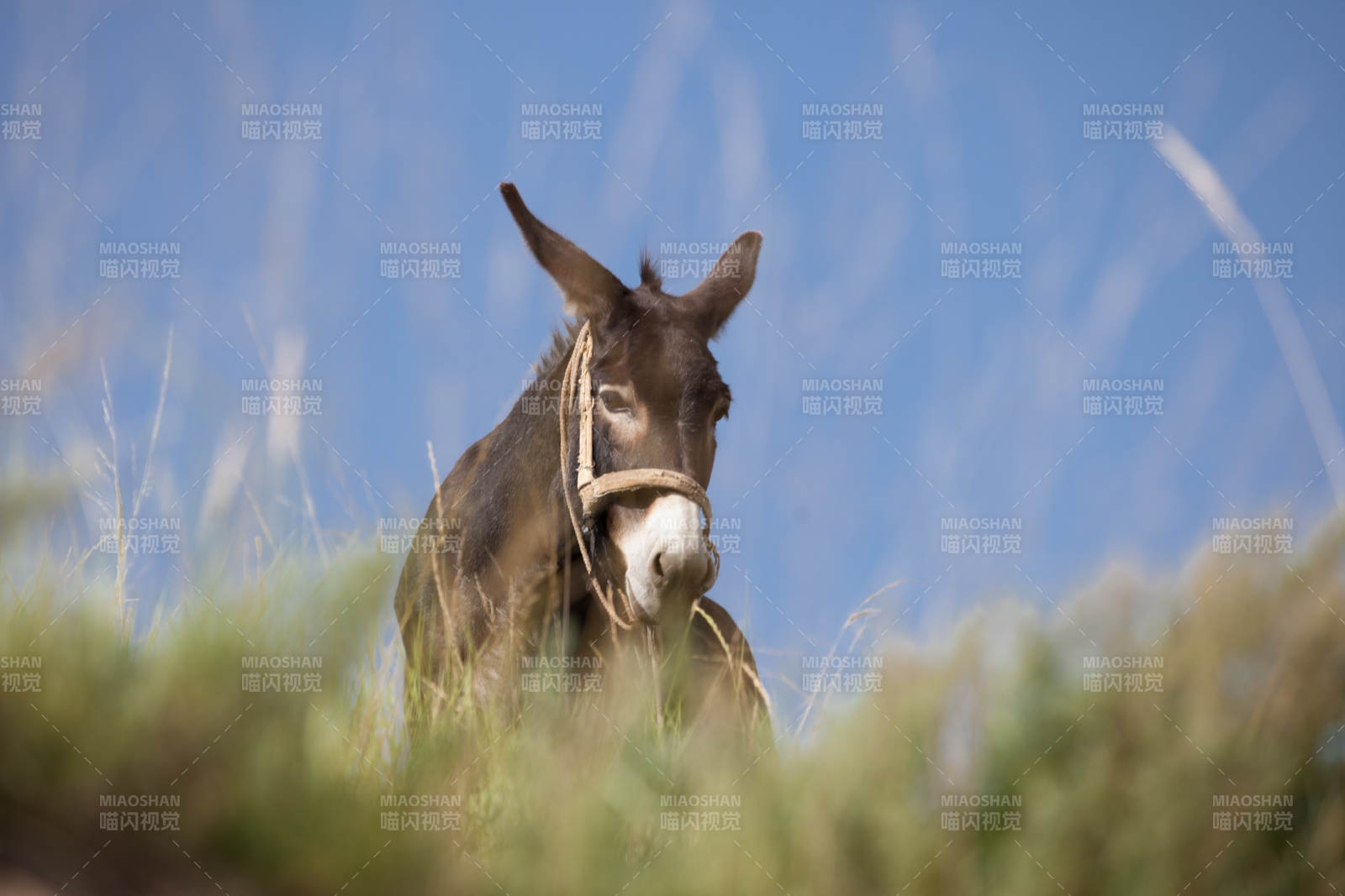 草叢中的驢子