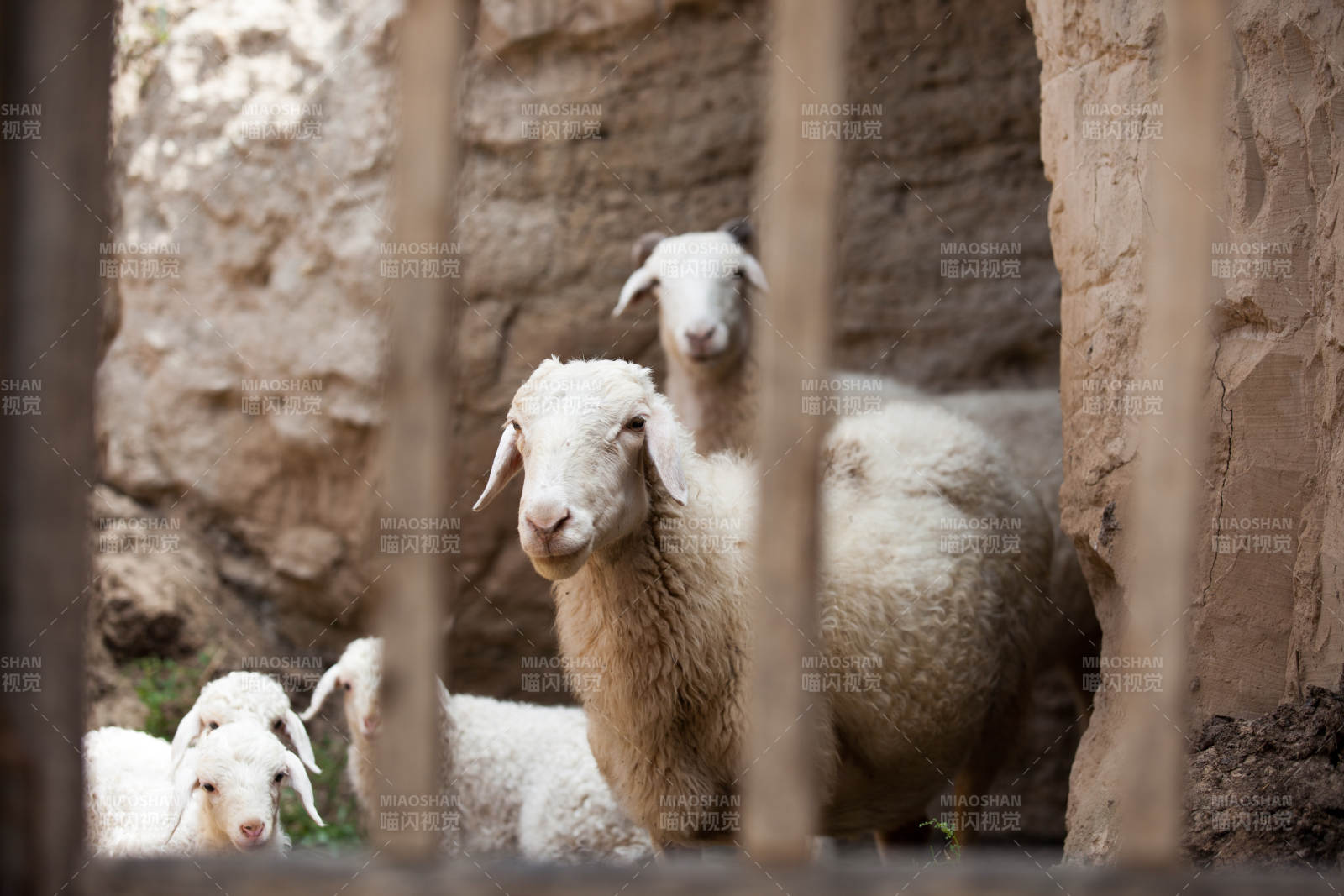 羊群探頭望欄外