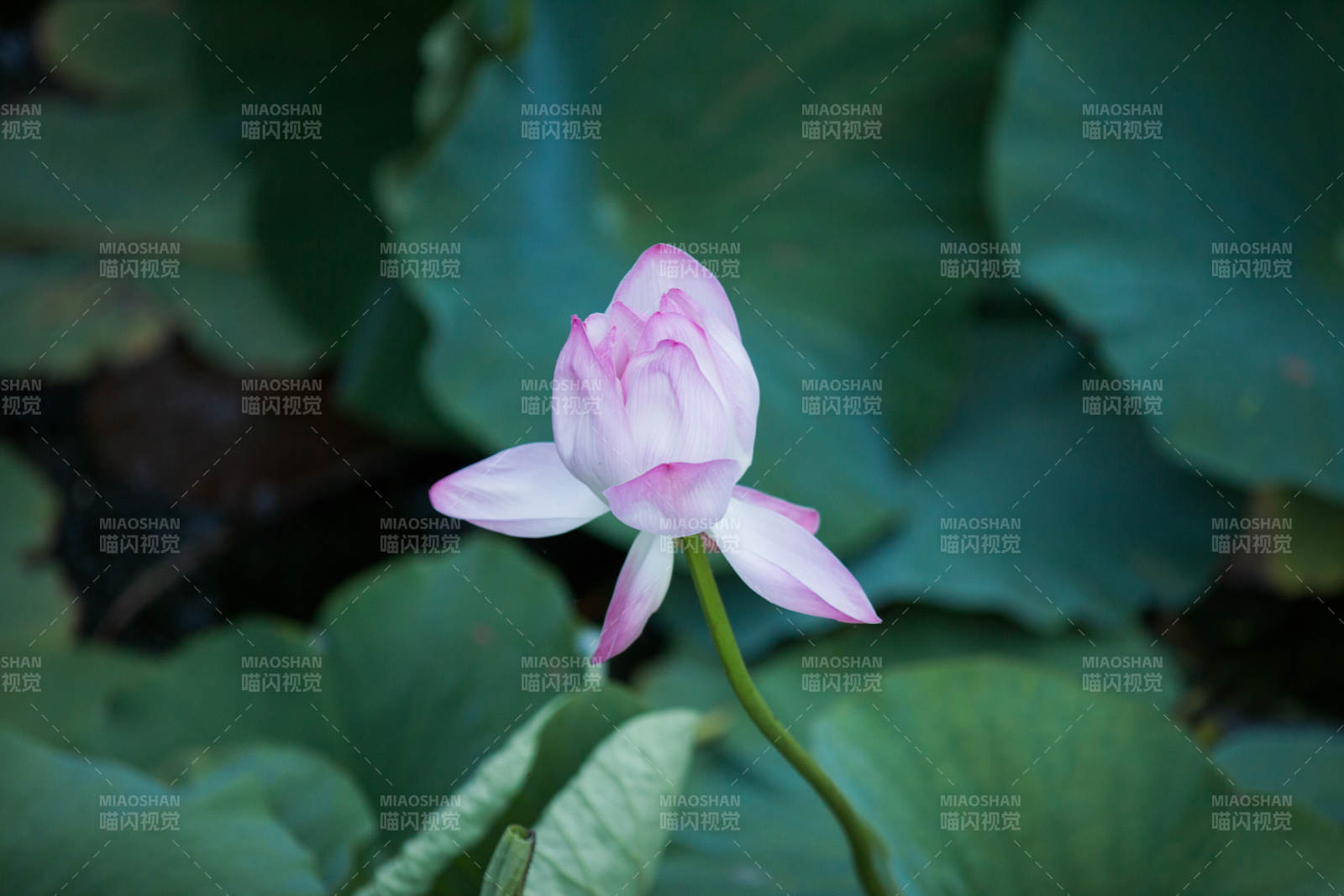 粉蓮靜綻綠葉間