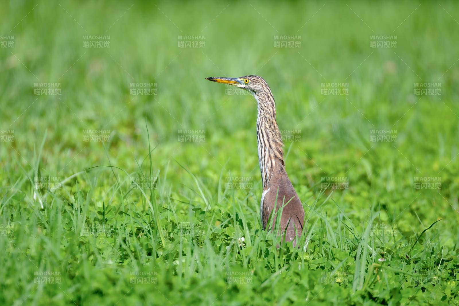 草鷺靜立綠野中