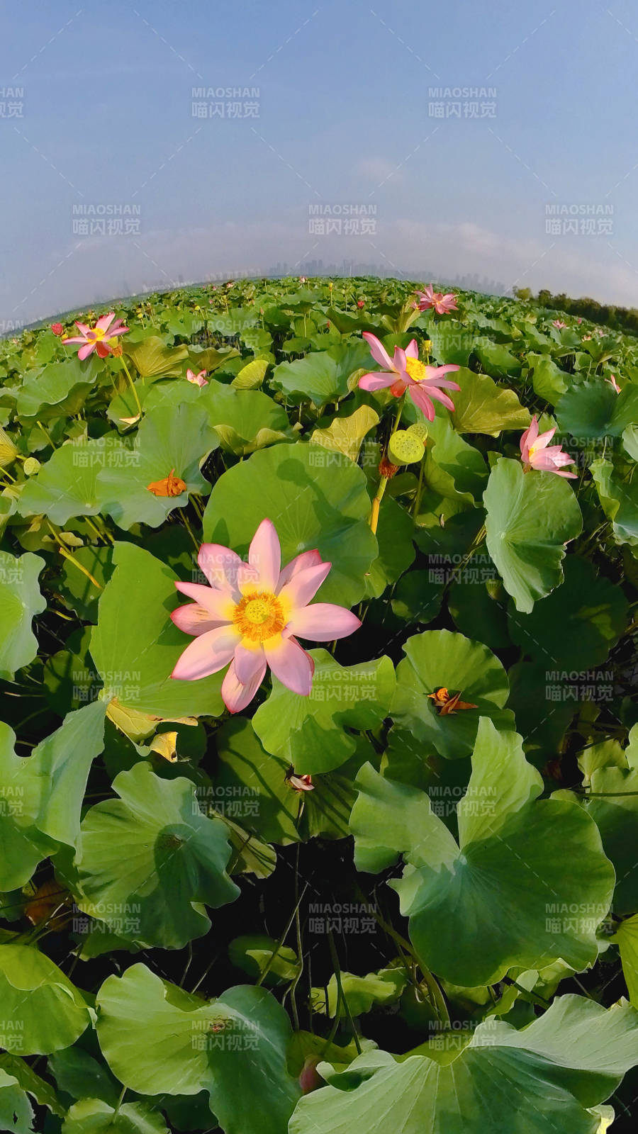 荷花盛開的池塘