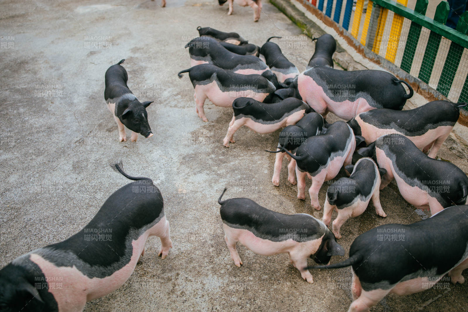 小豬群聚水泥地