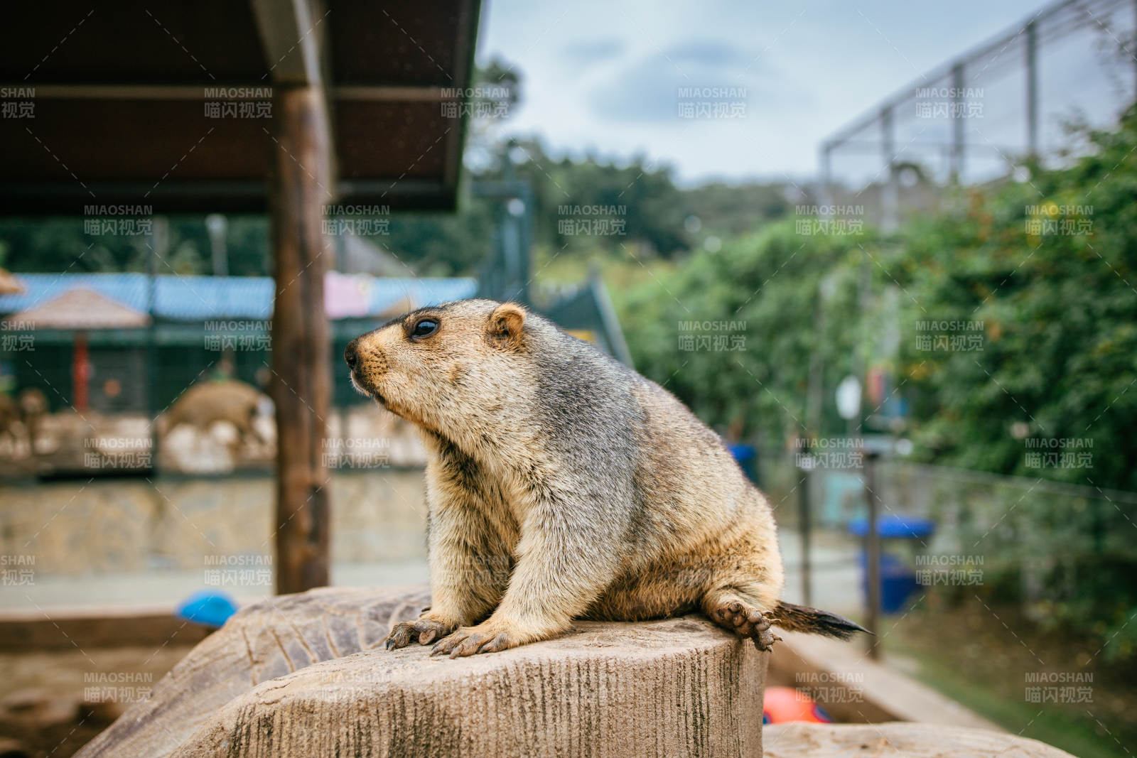 土撥鼠靜坐石上