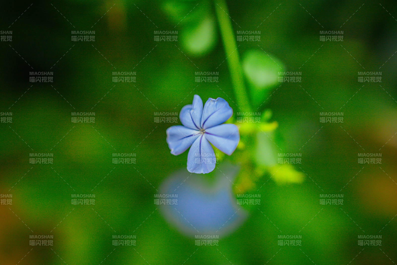 藍花靜謐綻放
