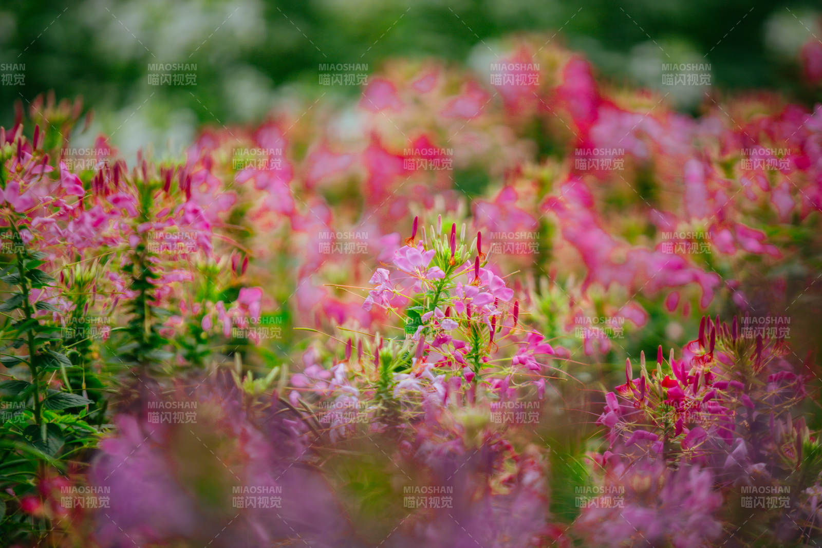 粉紅花海綻放