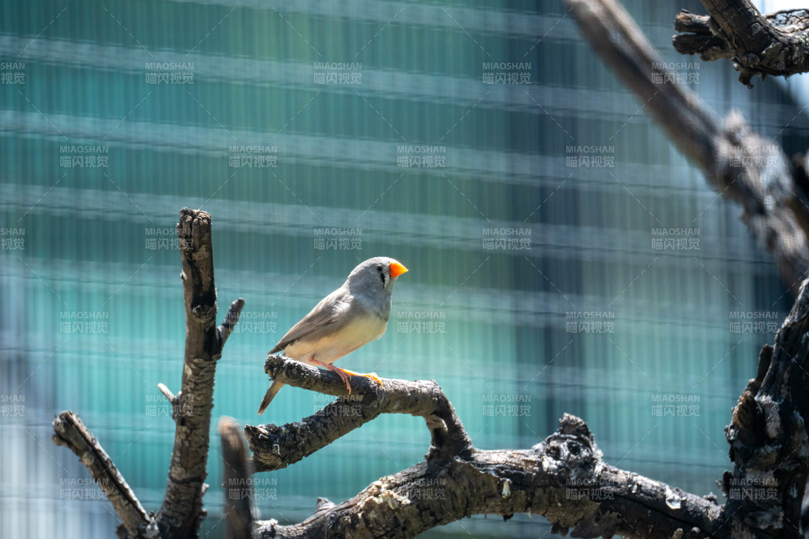 北京動物園小鳥棲枝頭