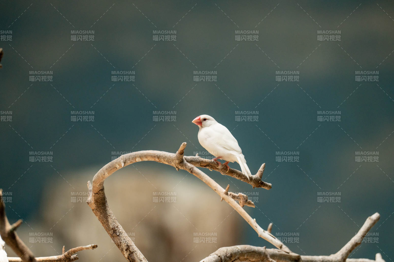 北京動物園白鳥棲枝 靜謐自然