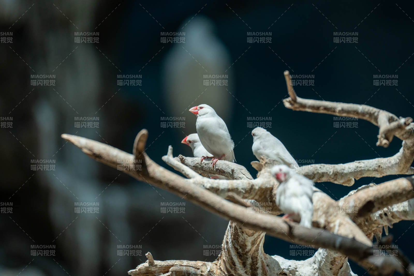 北京動物園白鳥棲枝頭