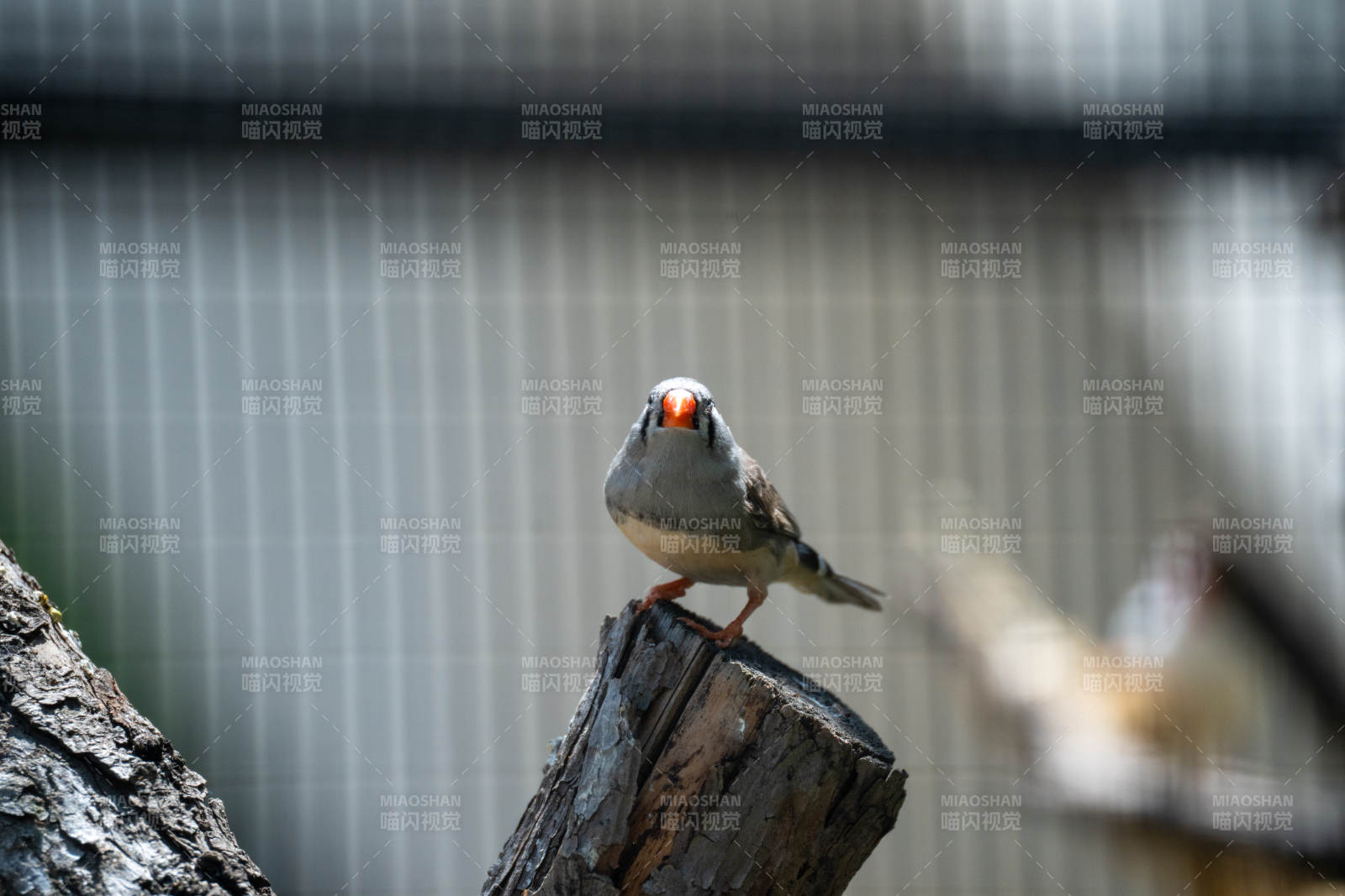 北京動物園小鳥棲息木樁上
