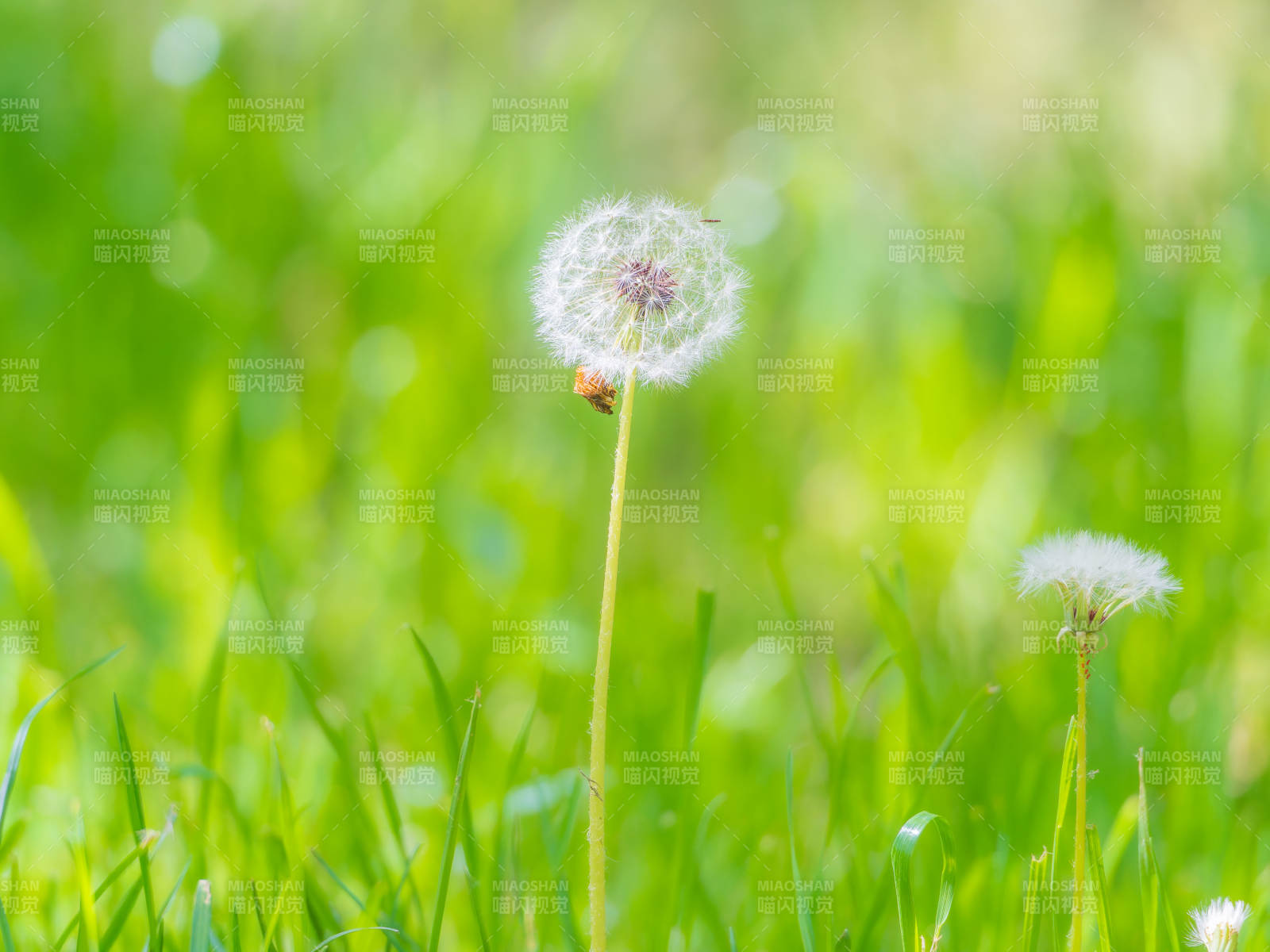 蒲公英隨風飄蕩