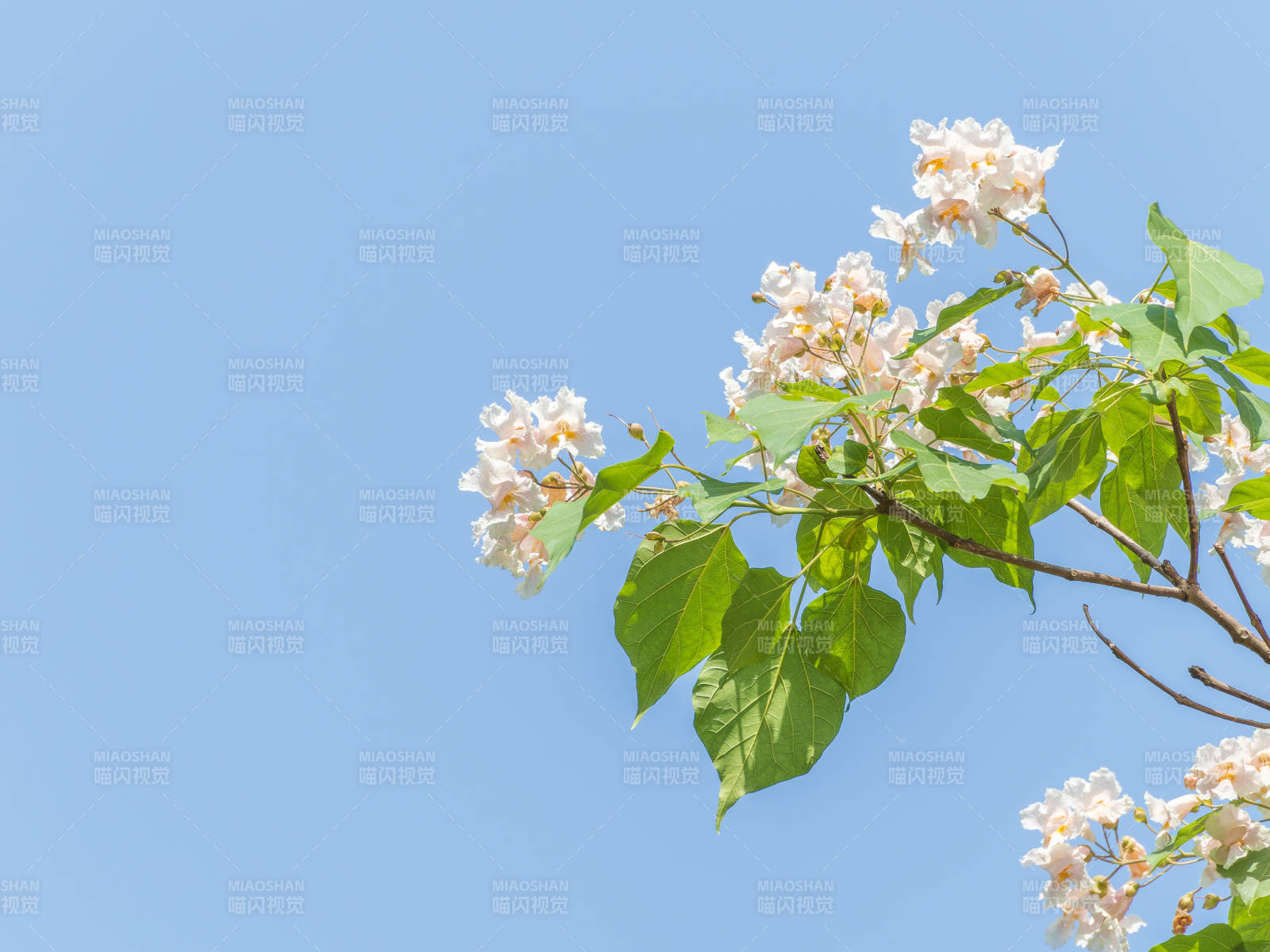 花開枝頭映藍天