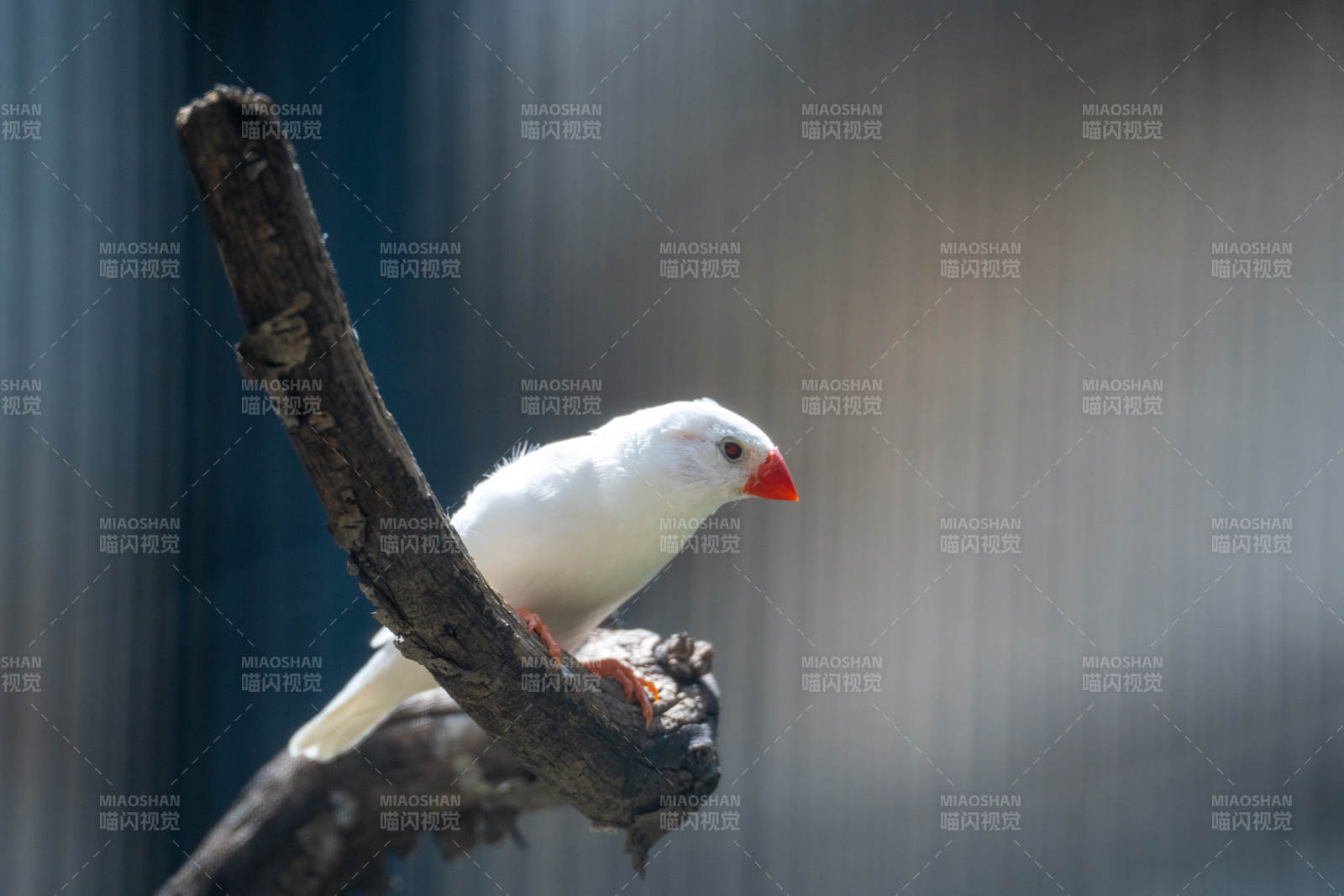 北京動物園白鳥棲枝