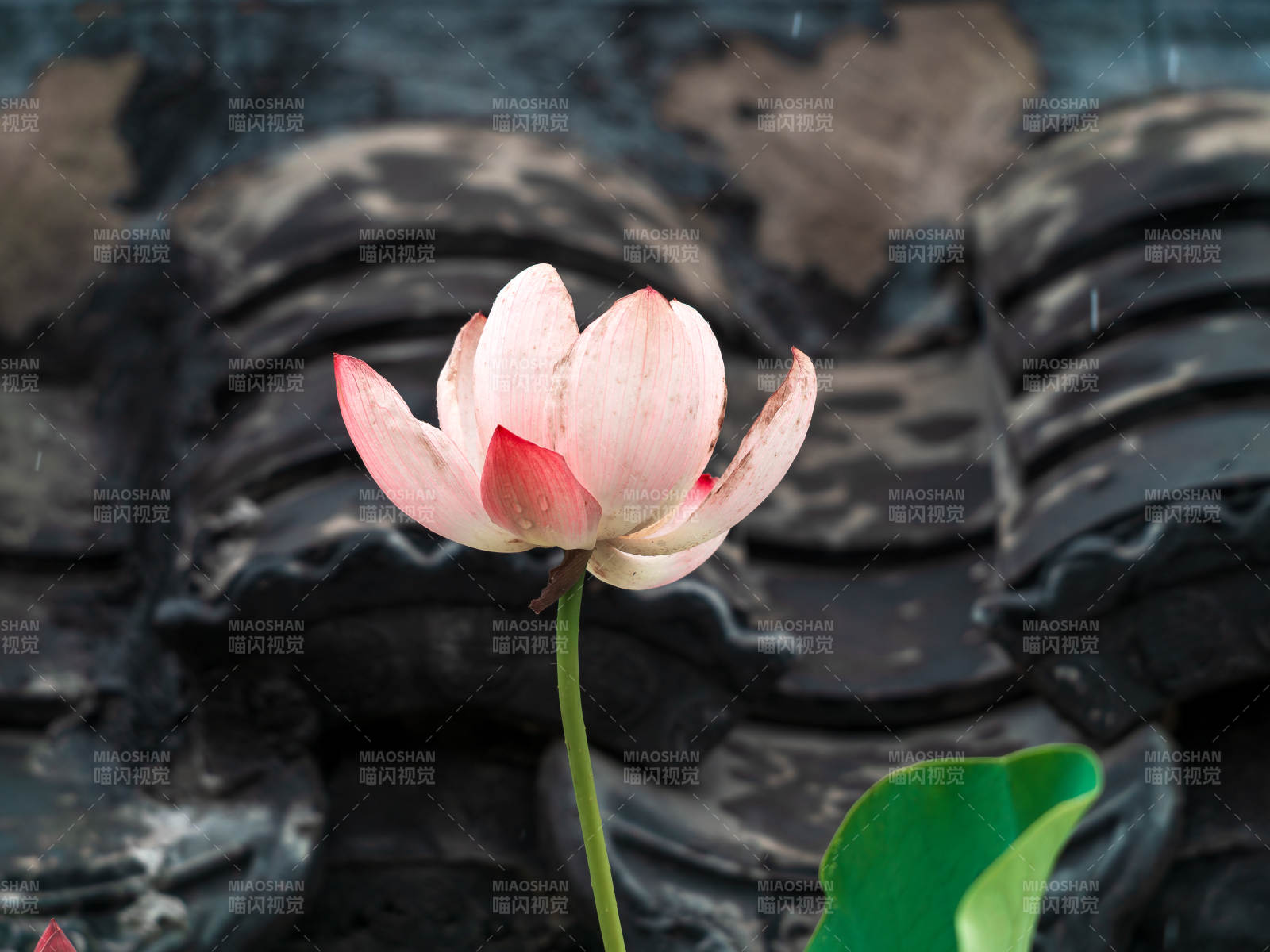 蓮花綻放古瓦間