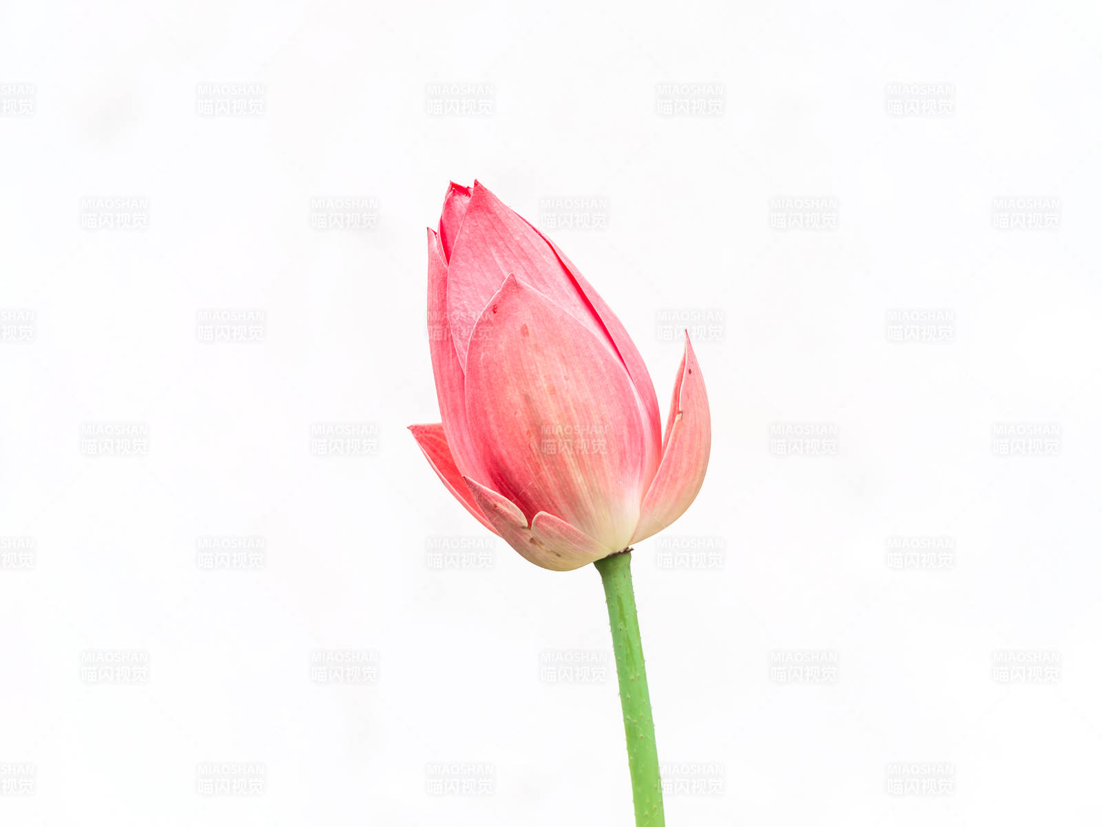 粉紅郁金香綻放
