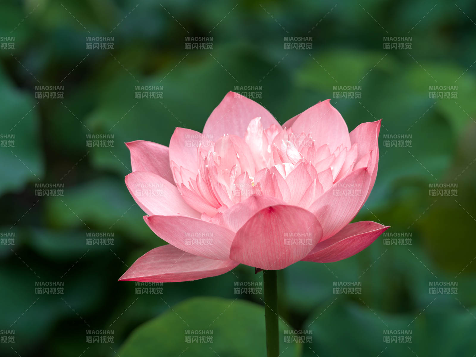 粉蓮綻放