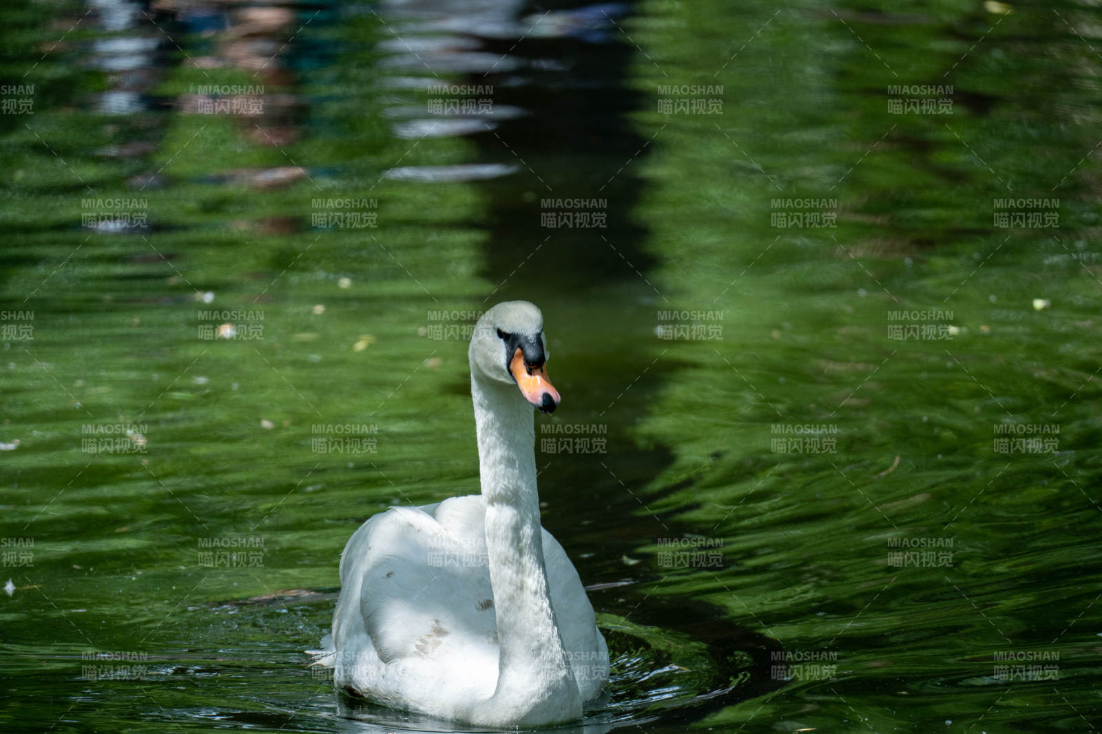 湖中白鵝靜游