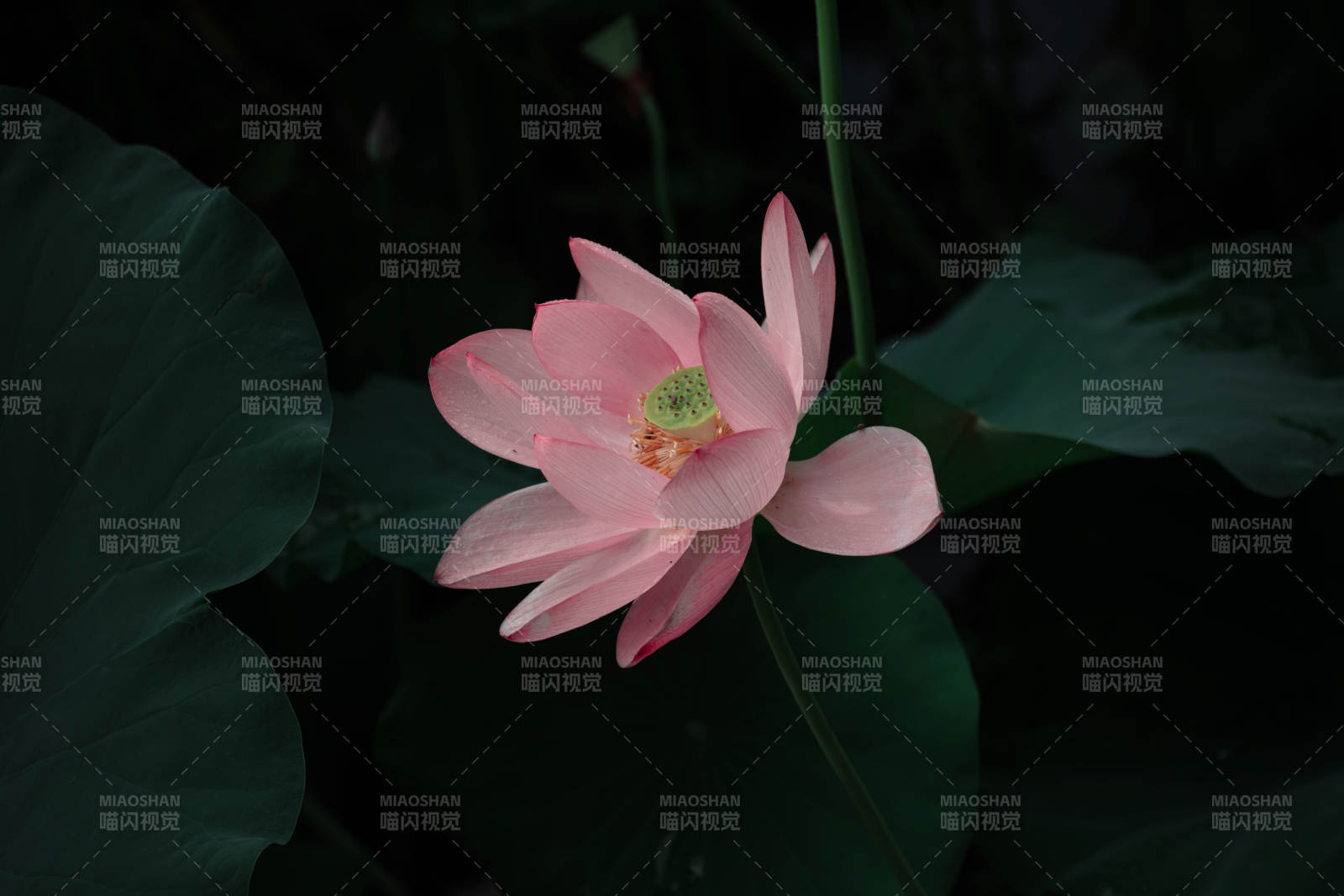 粉蓮靜綻夜色中
