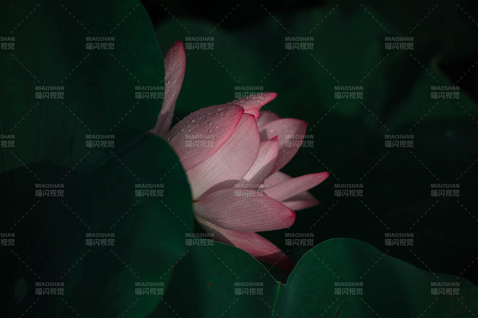 夜色中的粉蓮