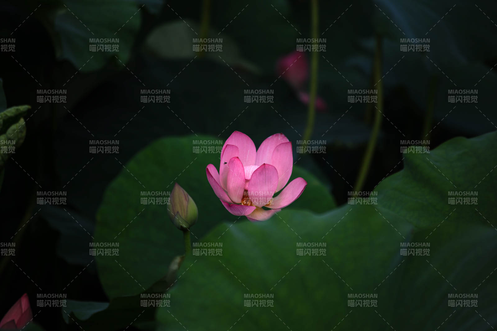 粉蓮綻放綠葉間