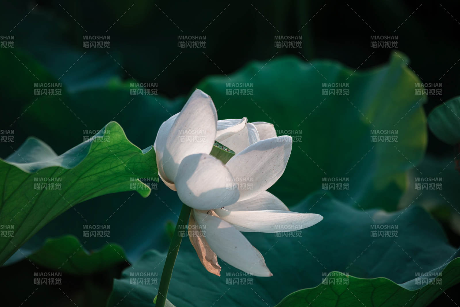 白蓮靜綻綠葉間