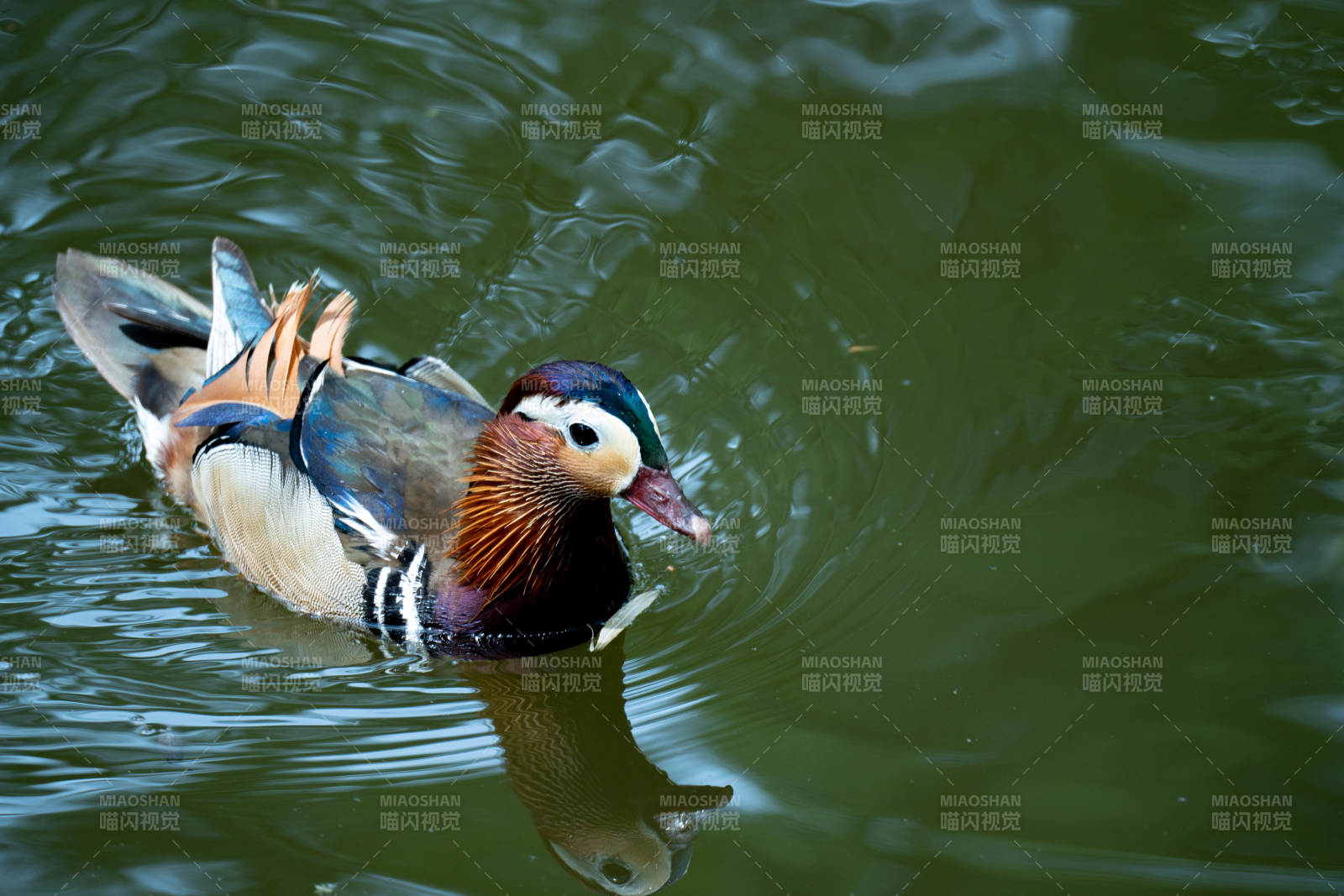 鴛鴦戲水
