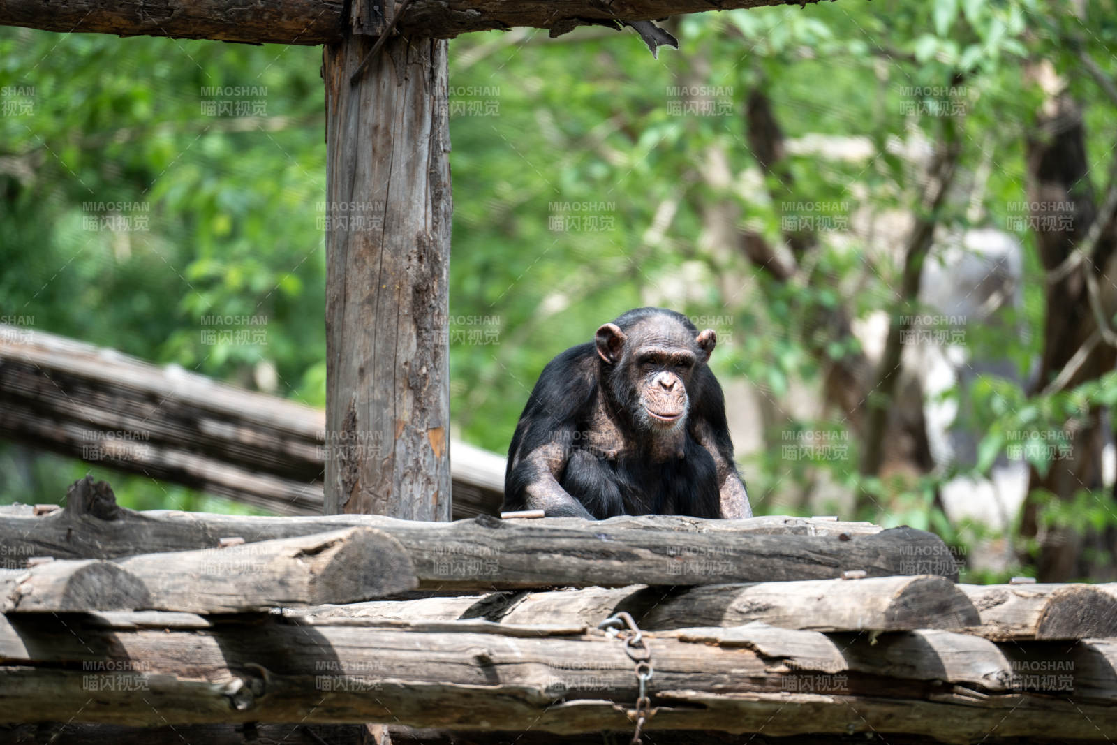 黑猩猩靜坐木欄