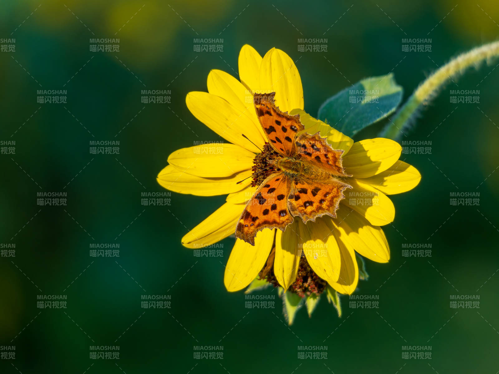 蝶舞黃花