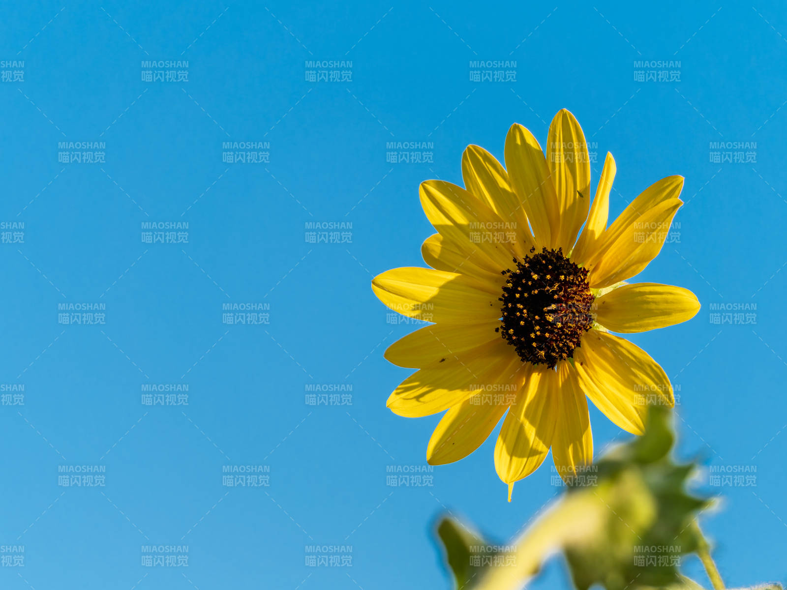 向日葵迎風綻放