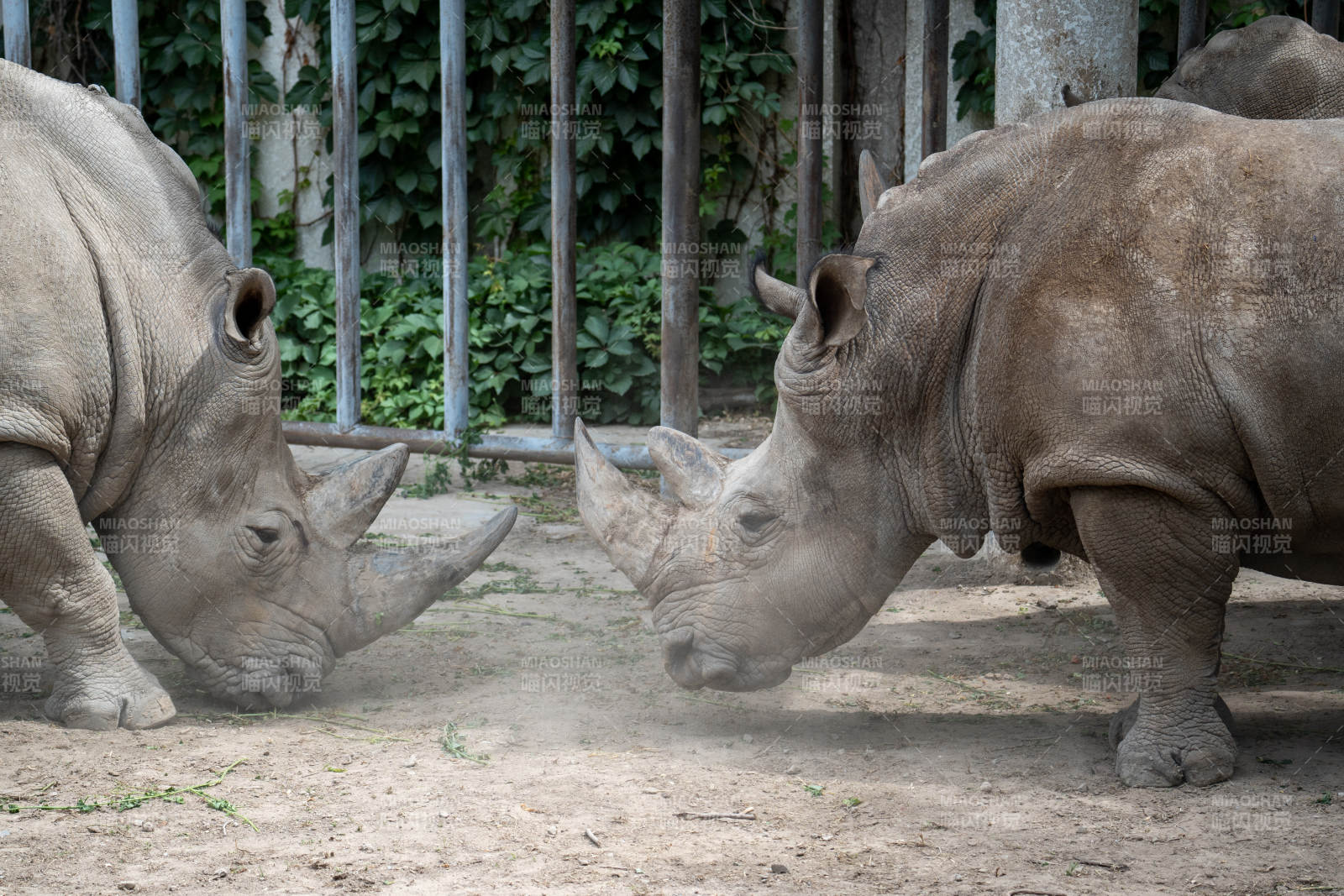犀牛對峙瞬間