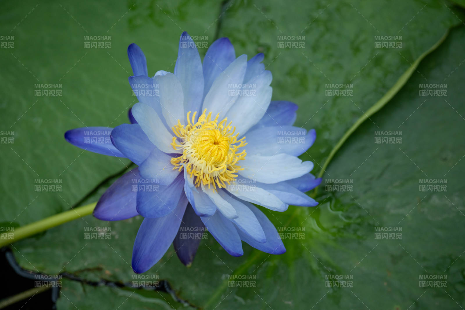 藍蓮花綻放