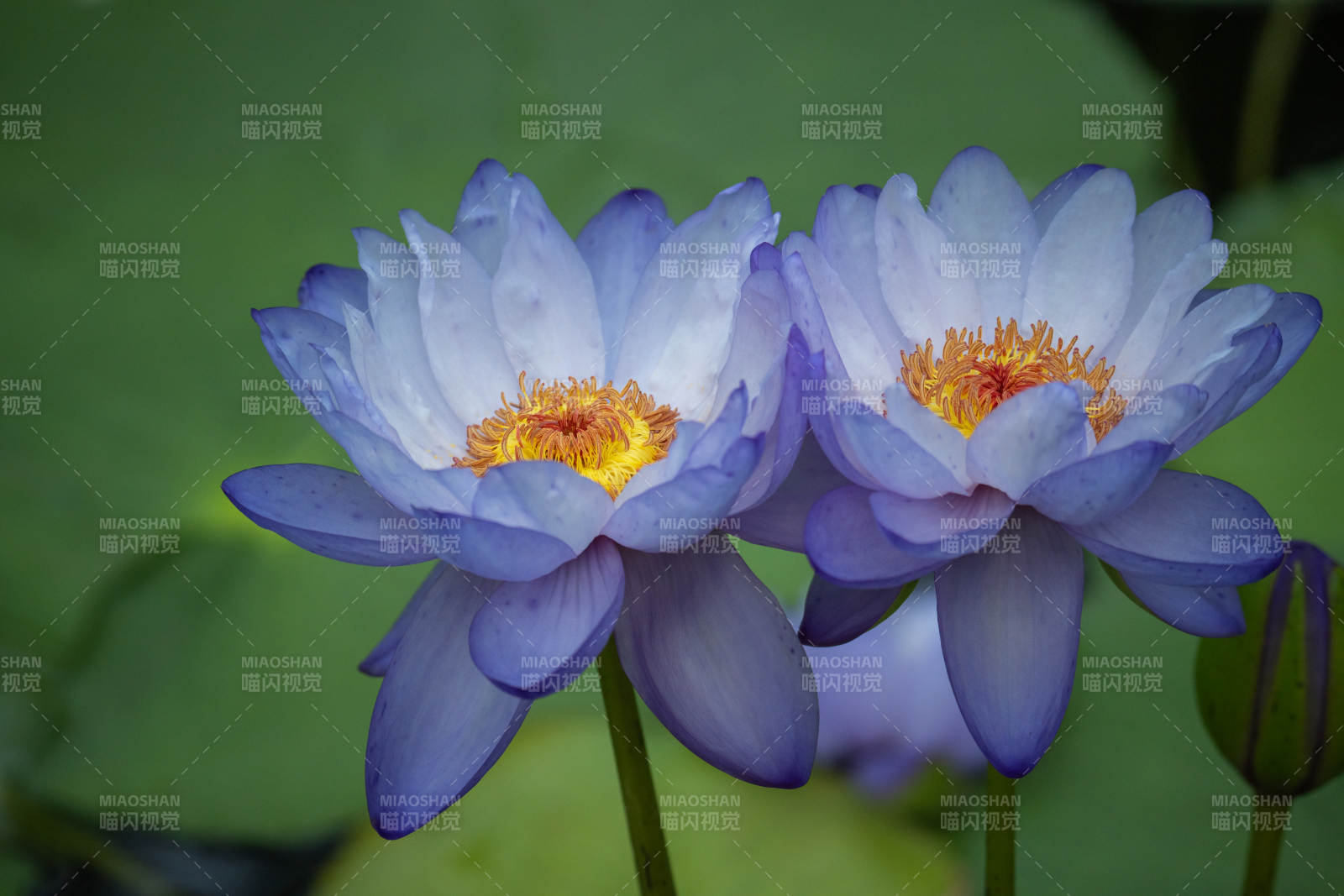 藍睡蓮花綻放