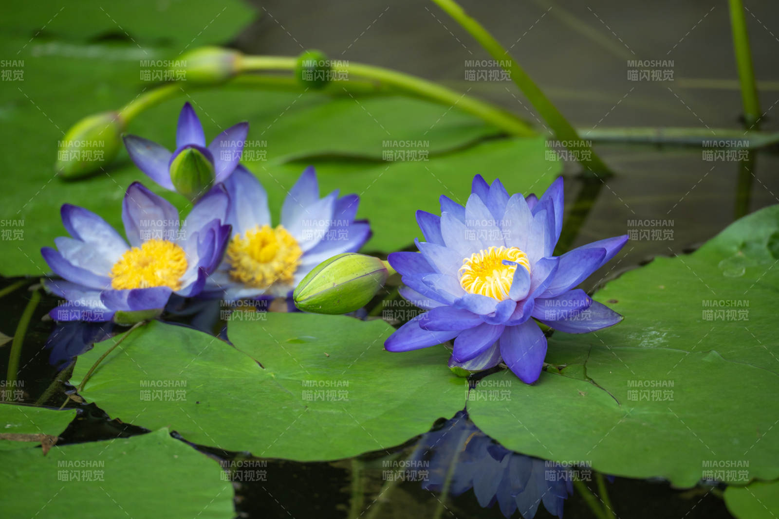 藍蓮綻放水中央