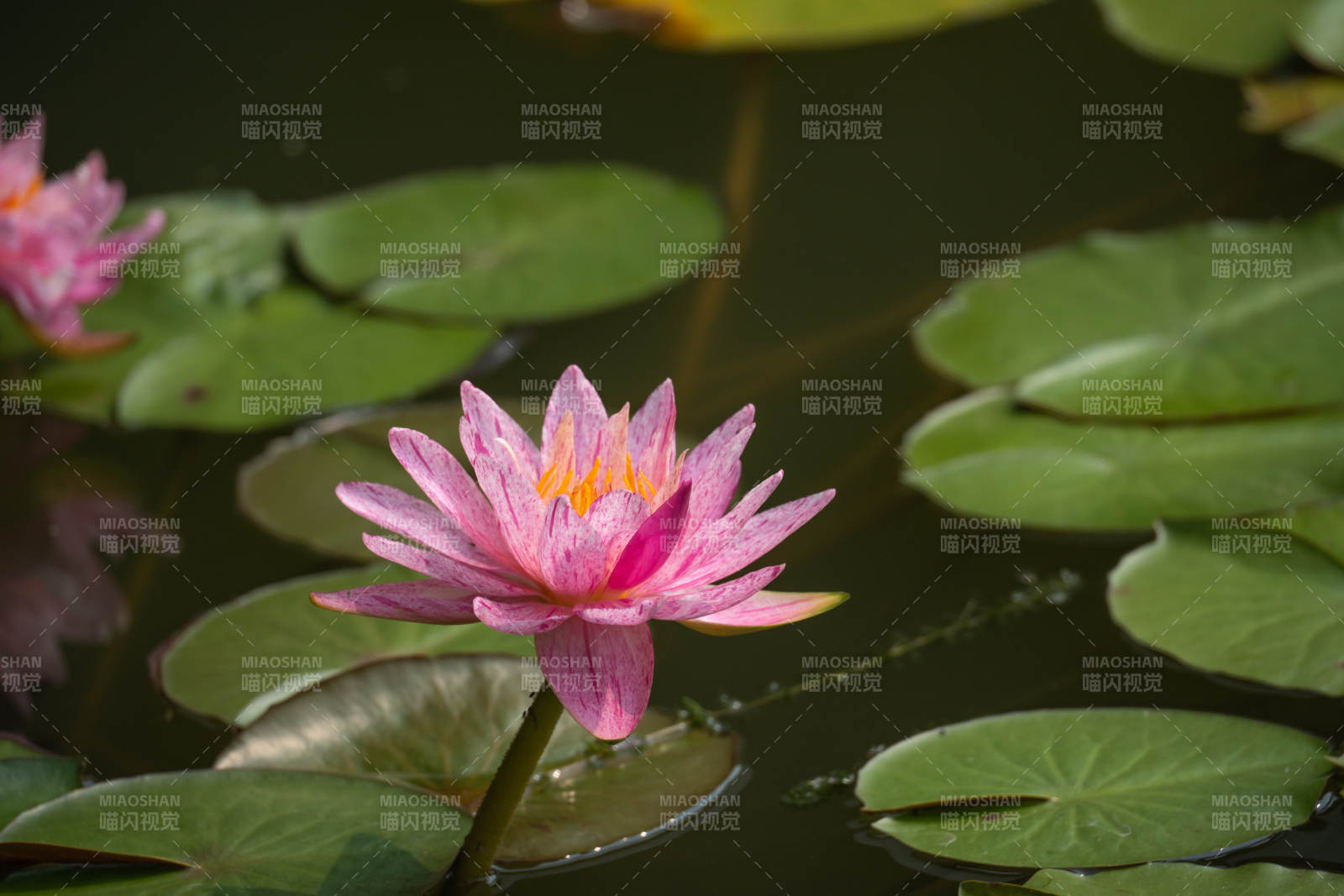 粉蓮靜綻池中