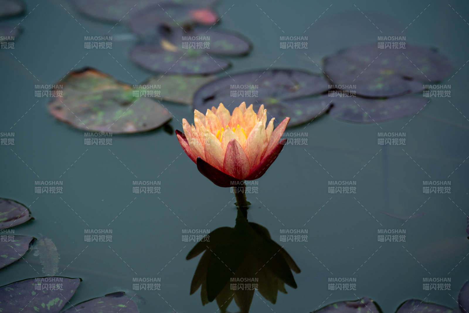 池中蓮花綻放