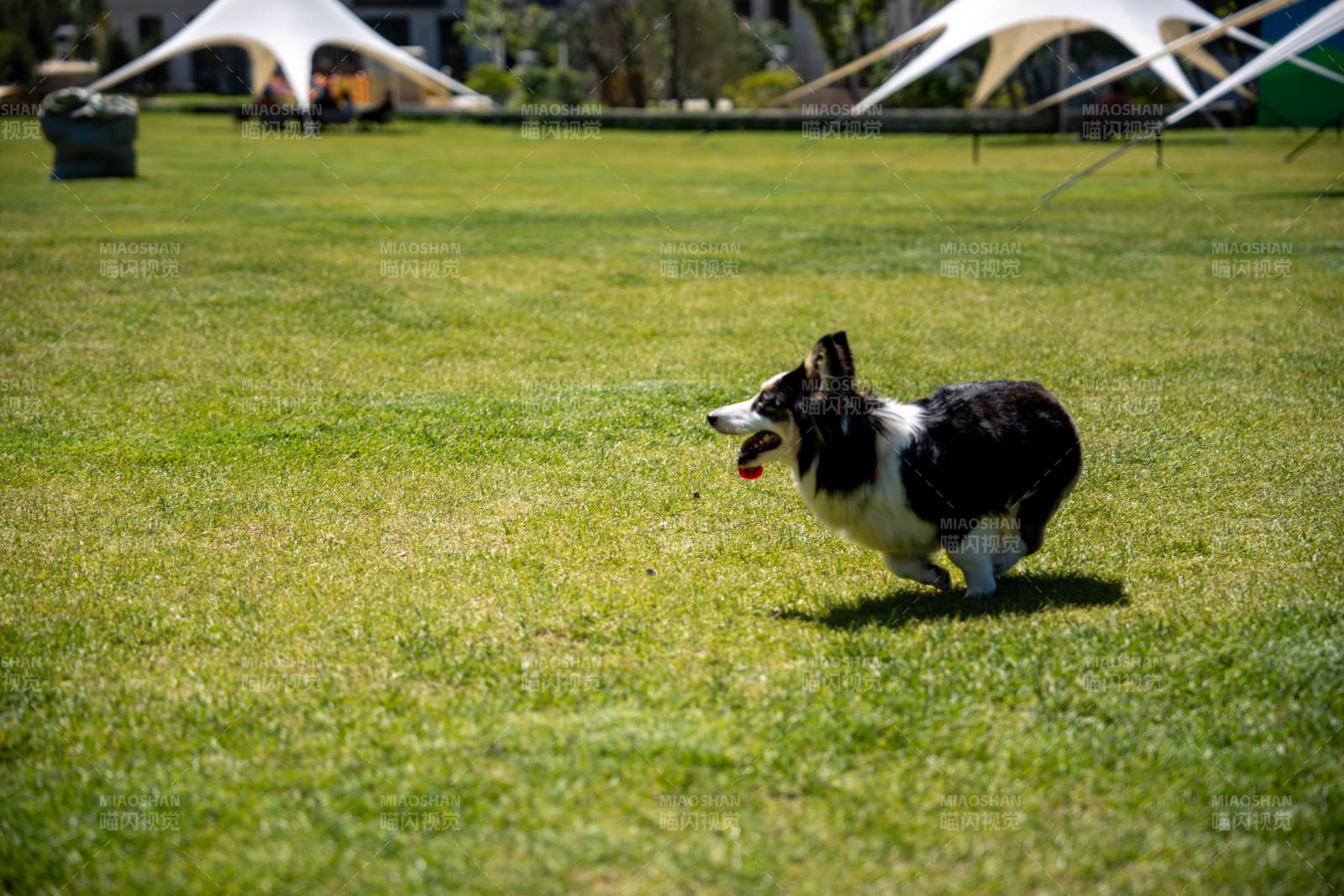 柯基奔跑在綠茵上