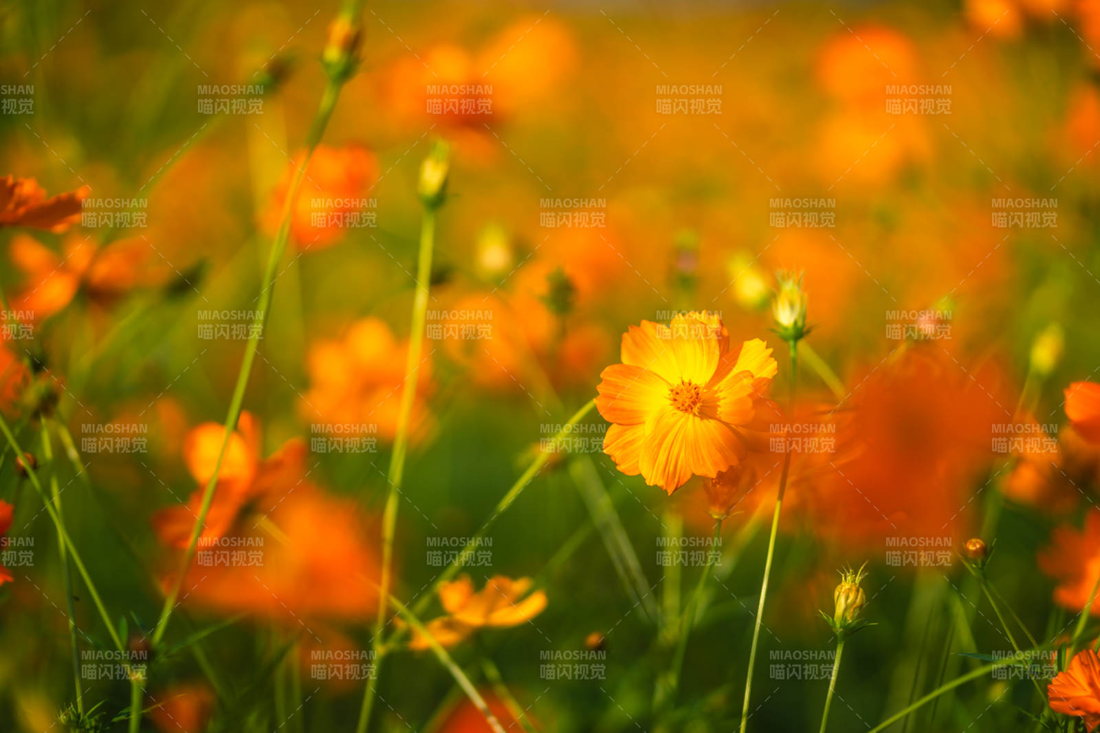 金秋花海