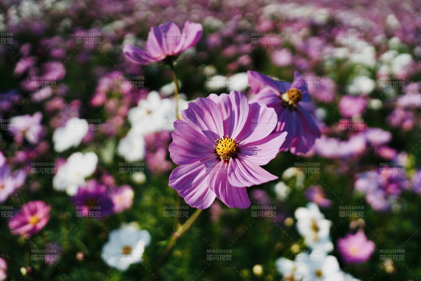 紫花綻放的花海