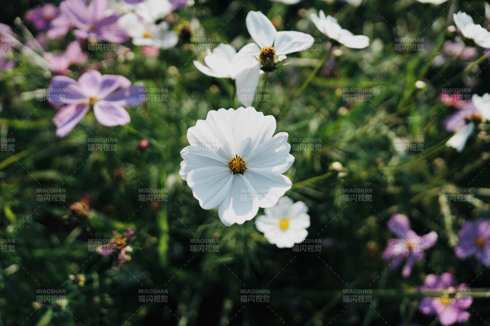 秋英綻放 花海如夢