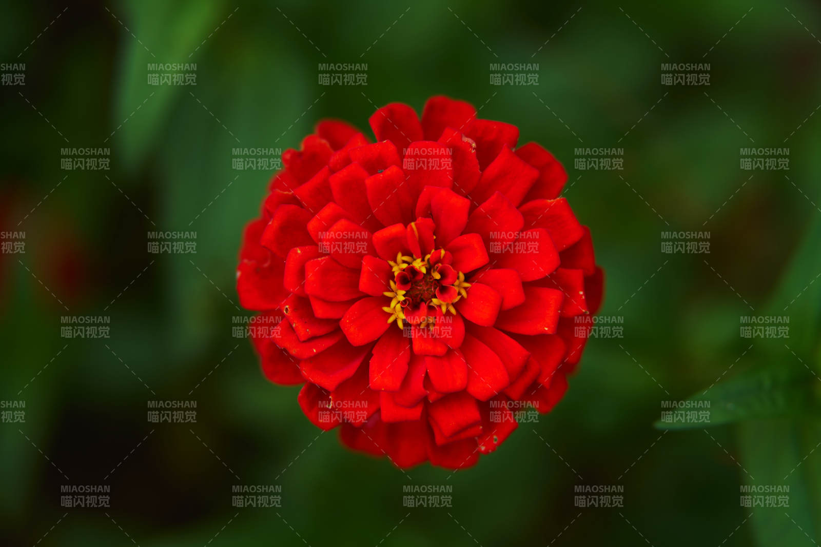 紅花百日菊綻放